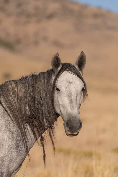 Majestic Wild Horse Autumn Utah Desert — Stock Photo, Image