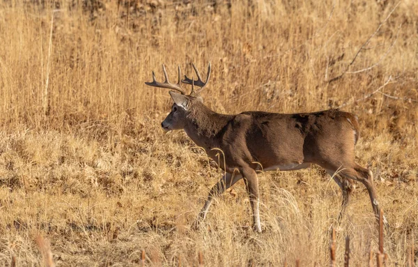 Bom Veado Whitetail Buck Durante Rotina Outono Colorado — Fotografia de Stock