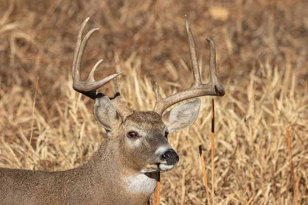 Nice Whitetail Deer Buck Fall Rut Colorado — Stock Photo, Image