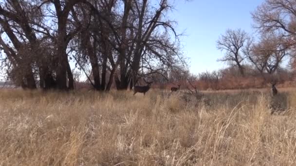 Mule Deer Buck Fall Rut Colorado — 图库视频影像