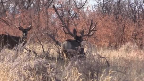 Een Ezel Hert Bok Herfst Bronst Colorado — Stockvideo