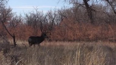 a mule deer buck in the fall rut in Colorado
