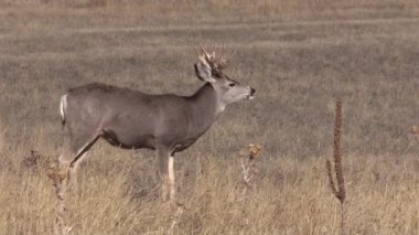 a mule deer buck in the fall rut in Colorado