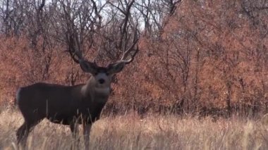 a mule deer buck in the fall rut in Colorado