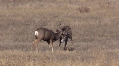a mule deer bucks fighting in the fall rut in Colorado