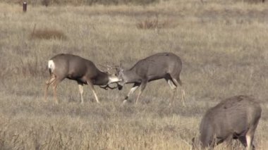 a mule deer bucks fighting in the fall rut in Colorado