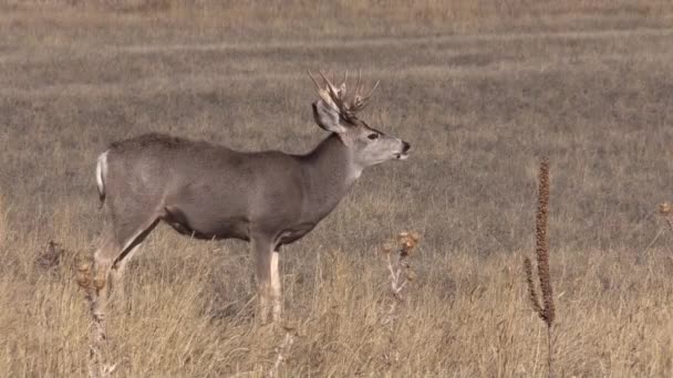 Mule Deer Buck Fall Rut Colorado — Stock Video