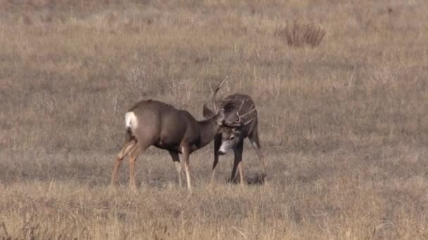 un cerf mulet se bat dans l'ornière d'automne dans le Colorado 
