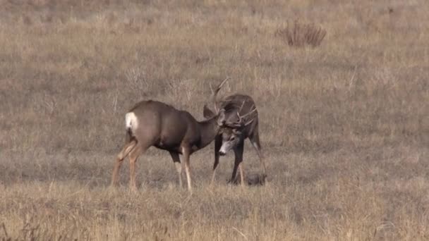 Mule Deer Bucks Fighting Fall Rut Colorado — Stok video