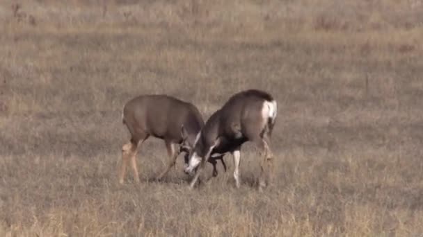 Mule Deer Bucks Fighting Fall Rut Colorado — 비디오