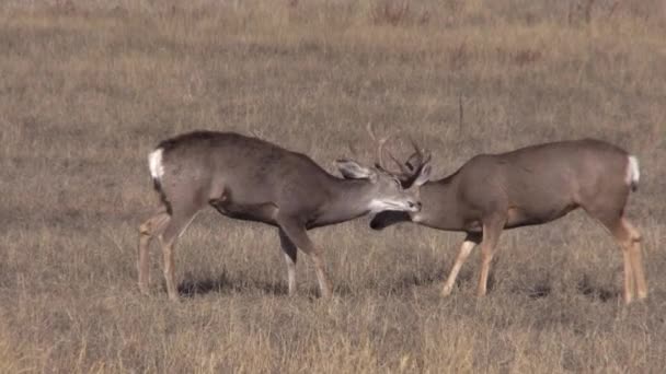 Mule Deer Bucks Fighting Fall Rut Colorado — ストック動画