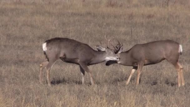 un cerf mulet se bat dans l'ornière d'automne dans le Colorado 