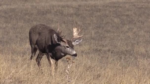 un cerf mulet dans l'ornière d'automne dans le Colorado 