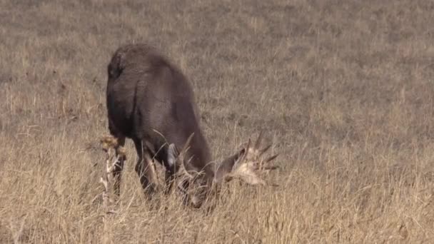 Ein Eselhirschbock Herbst Colorado — Stockvideo