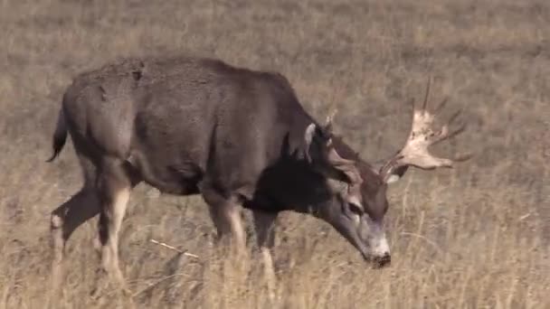 Mulo Cervo Buck Nella Carreggiata Autunnale Colorado — Video Stock