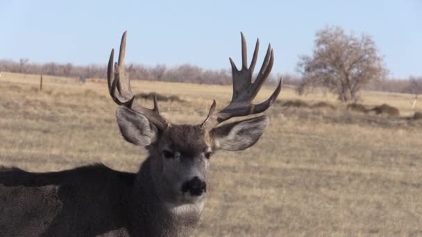 Een Ezel Hert Bok Herfst Bronst Colorado — Stockvideo