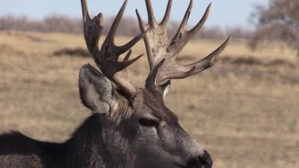 Mulo Cervo Buck Nella Carreggiata Autunnale Colorado — Video Stock