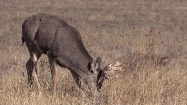 un cerf mulet dans l'ornière d'automne dans le Colorado 