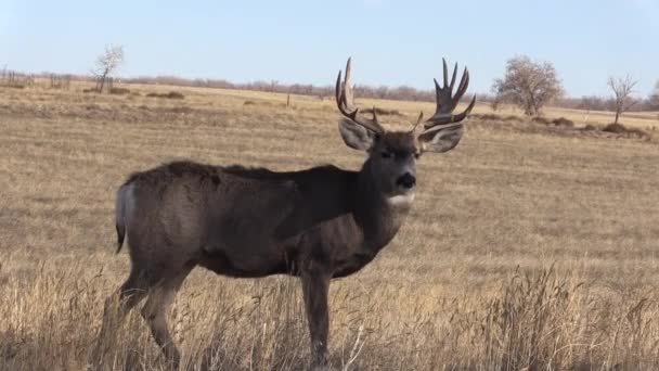 Mule Deer Buck Fall Rut Colorado — Stockvideo