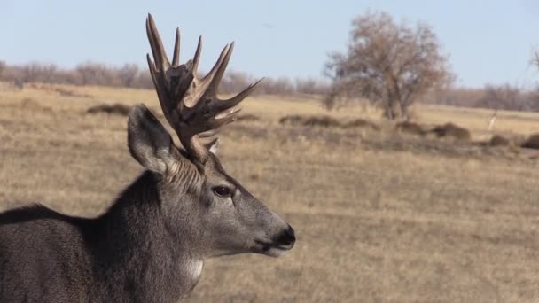 Ciervo Mula Rutina Otoño Colorado — Vídeo de stock