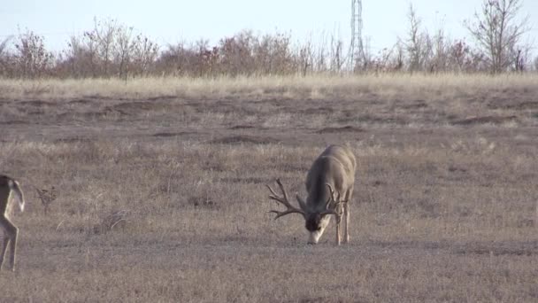 un cerf mulet dans l'ornière d'automne dans le Colorado 