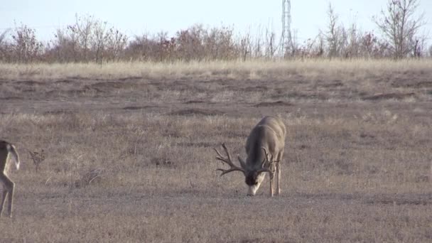 Mule Deer Buck Fall Rut Colorado — 图库视频影像