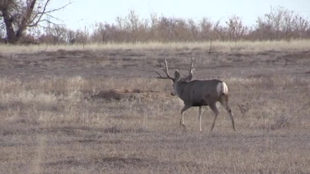 Mule Deer Buck Fall Rut Colorado — Stockvideo