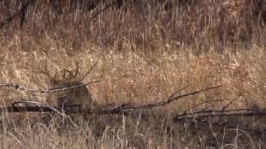 Colorado 'daki sonbahar monotonluğu sırasında bir beyaz kuyruklu geyik geyiği.