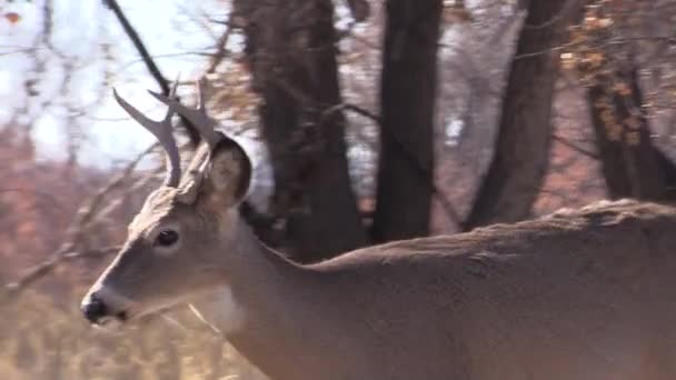 Cervo Bianco Buck Durante Carreggiata Autunnale Colorado — Video Stock