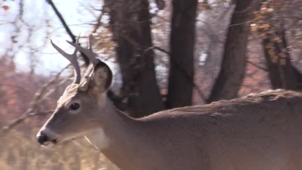 un cerf de Virginie buck pendant l'ornière d'automne dans le Colorado