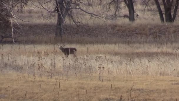 科罗拉多州秋天的白尾鹿 — 图库视频影像