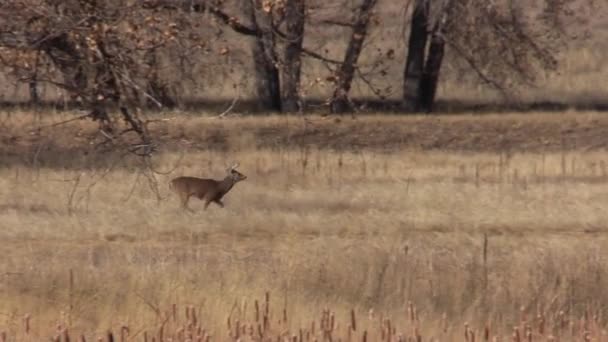 コロラド州の秋のラットの間に白い鹿の背部 — ストック動画