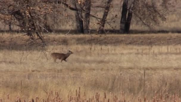 Colorado Daki Sonbahar Monotonluğu Sırasında Bir Beyaz Kuyruklu Geyik Geyiği — Stok video