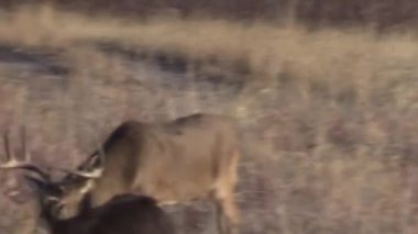 Colorado 'daki sonbahar monotonluğu sırasında bir beyaz kuyruklu geyik geyiği.