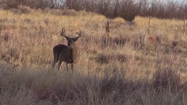 Barril Veado Whitetail Durante Rotina Outono Colorado — Vídeo de Stock