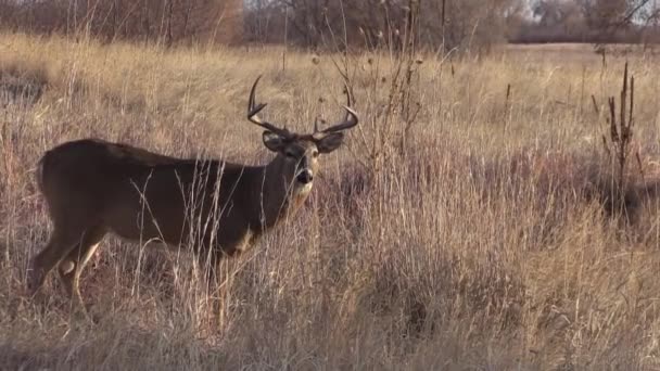 Barril Veado Whitetail Durante Rotina Outono Colorado — Vídeo de Stock