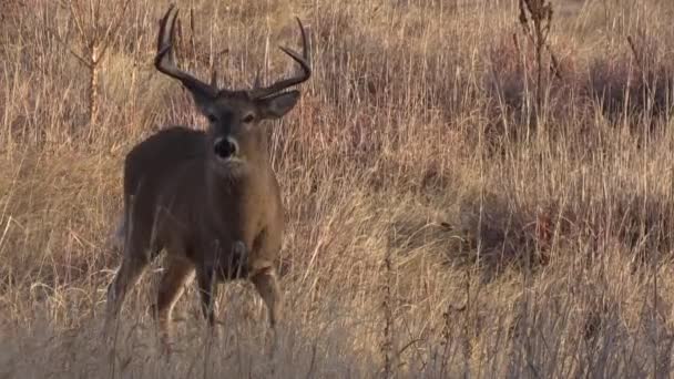 Cerf Virginie Buck Pendant Ornière Automne Dans Colorado — Video