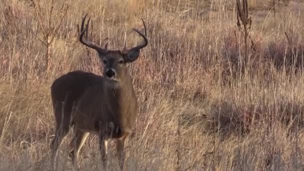 Cervo Bianco Buck Durante Carreggiata Autunnale Colorado — Video Stock