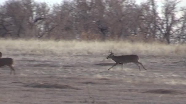 科罗拉多州秋天的泥石流中一头漂亮的白尾鹿 — 图库视频影像