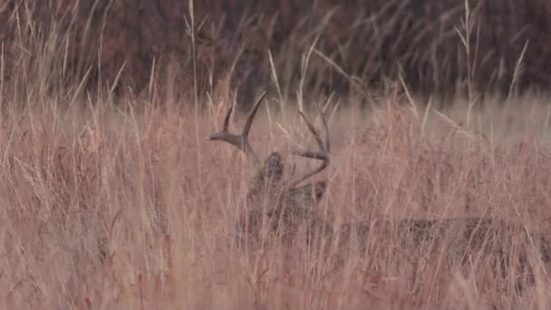 Bom Veado Whitetail Buck Durante Rotina Outono Colorado — Vídeo de Stock