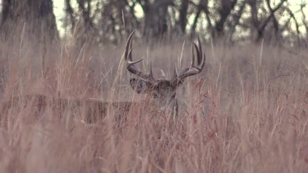 Bel Cervo Bianco Buck Durante Carreggiata Autunnale Colorado — Video Stock