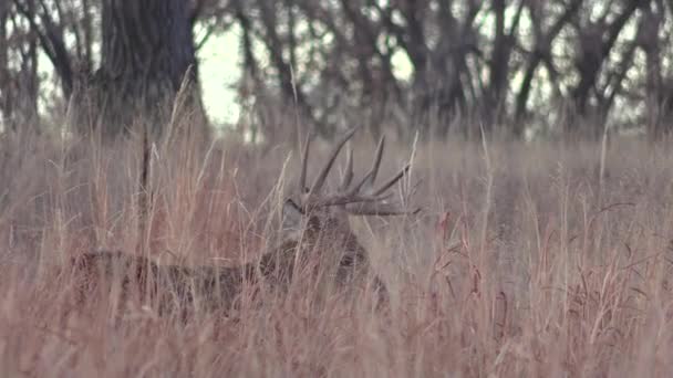 Buck Whitetail Deer Colorado Fall Rut — 图库视频影像
