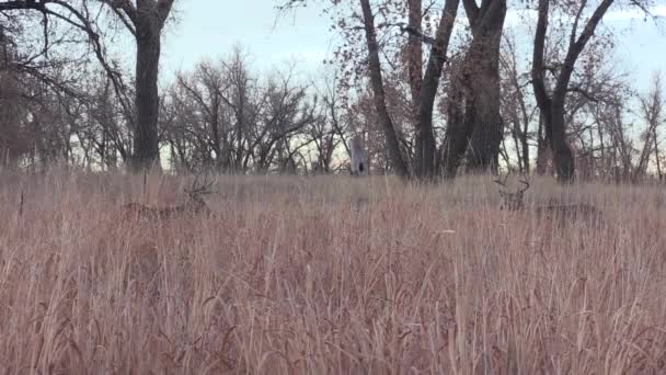 Ciervo Cola Blanca Colorado Durante Rutina Otoño — Vídeo de stock