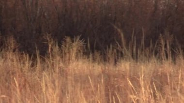 a nice whitetail deer buck in the fall rut in Colorado