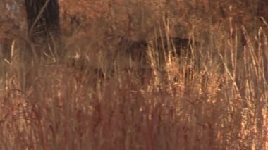 a nice whitetail deer buck in the fall rut in Colorado