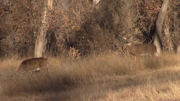 Veado Buck Whitetail Colorado Rotina Outono — Vídeo de Stock