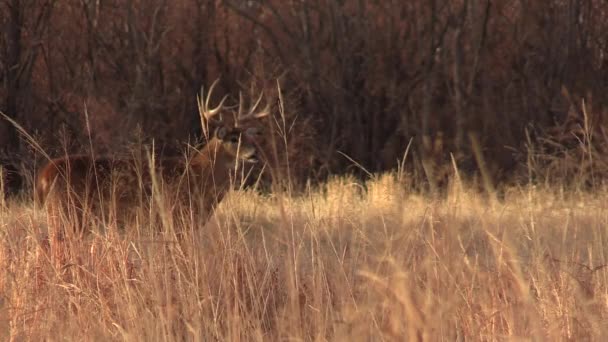 Nice Whitetail Deer Buck Fall Rut Colorado — 图库视频影像