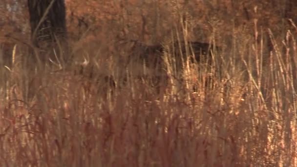 Nice Whitetail Deer Buck Fall Rut Colorado — 图库视频影像
