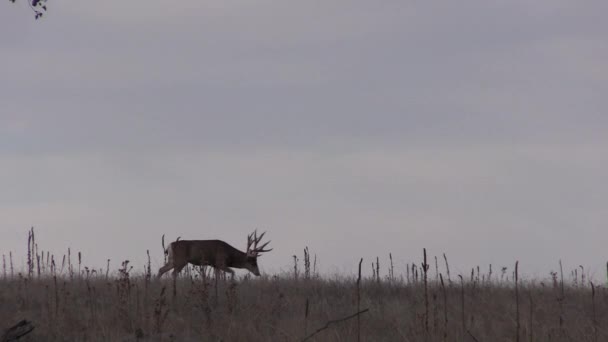 Nice Mule Deer Buck Colorado Fall Rut — Stockvideo