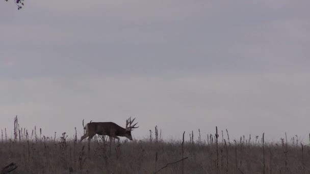 un beau cerf mulet buck dans le Colorado pendant l'ornière d'automne 